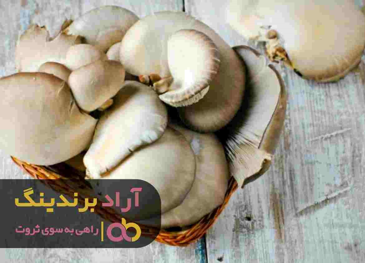 قیمت قارچ صدفی جنگلی چه تفاوتی با انواع دیگر آن دارد؟