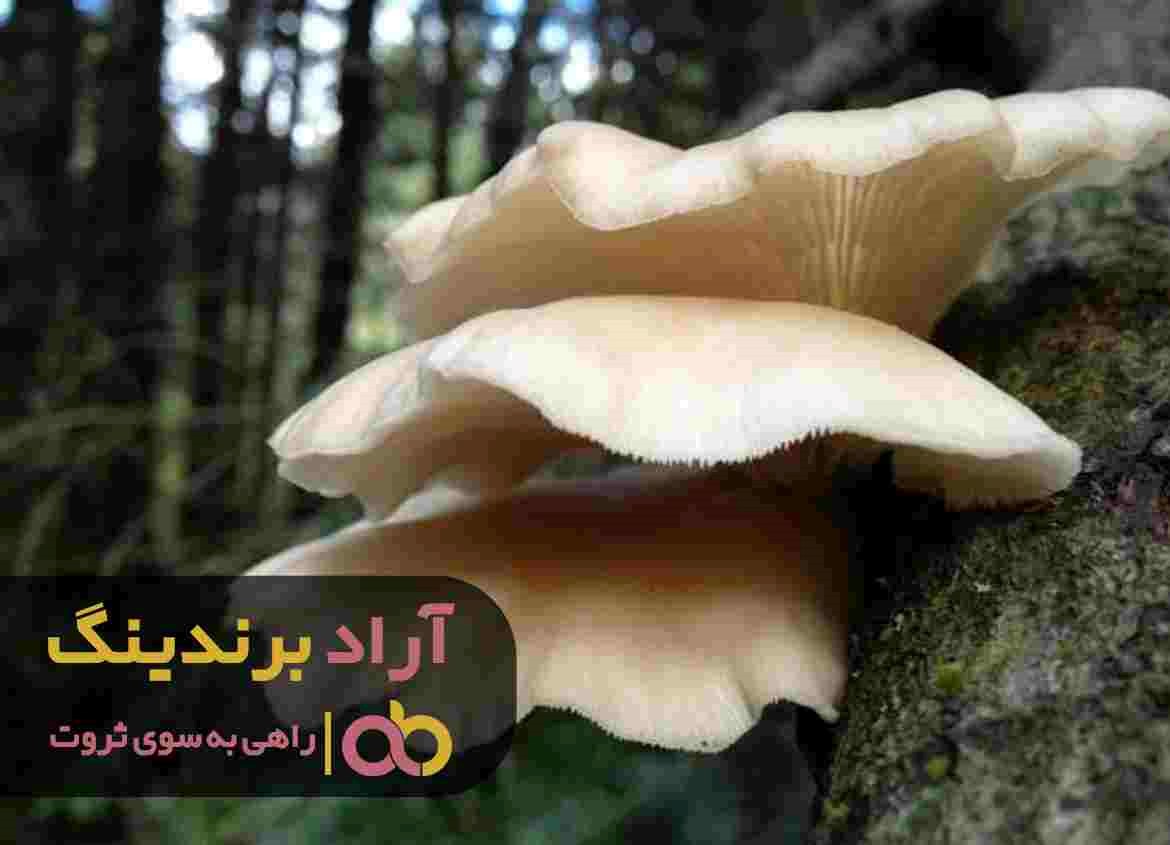 قیمت قارچ صدفی جنگلی چه تفاوتی با انواع دیگر آن دارد؟