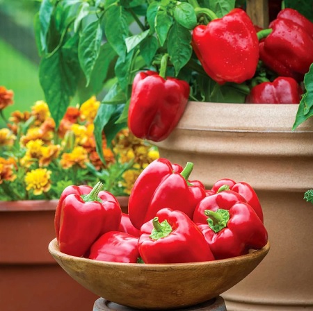 مزیت شگفت انگیز فلفل دلمه قرمز و ارزش غذایی آن مزیت شگفت انگیز فلفل دلمه قرمز و ارزش غذایی آن