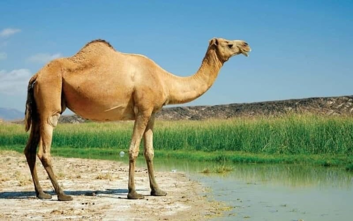 پرورش شتر در هویزه خوزستان + عکس