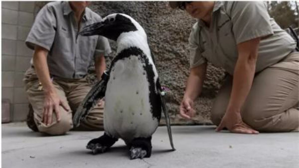 پنگوئنی با کفش‌های مصنوعی (+عکس)