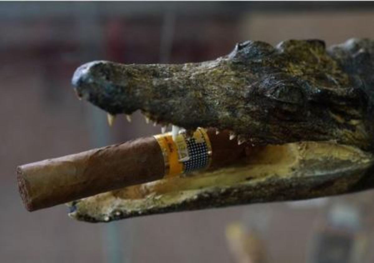 خوردن گوشت یکی از کمیاب‌ترین تمساح‌های جهان! (+عکس)