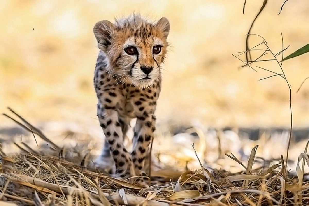 ببینید| بازیگوشی‌های 