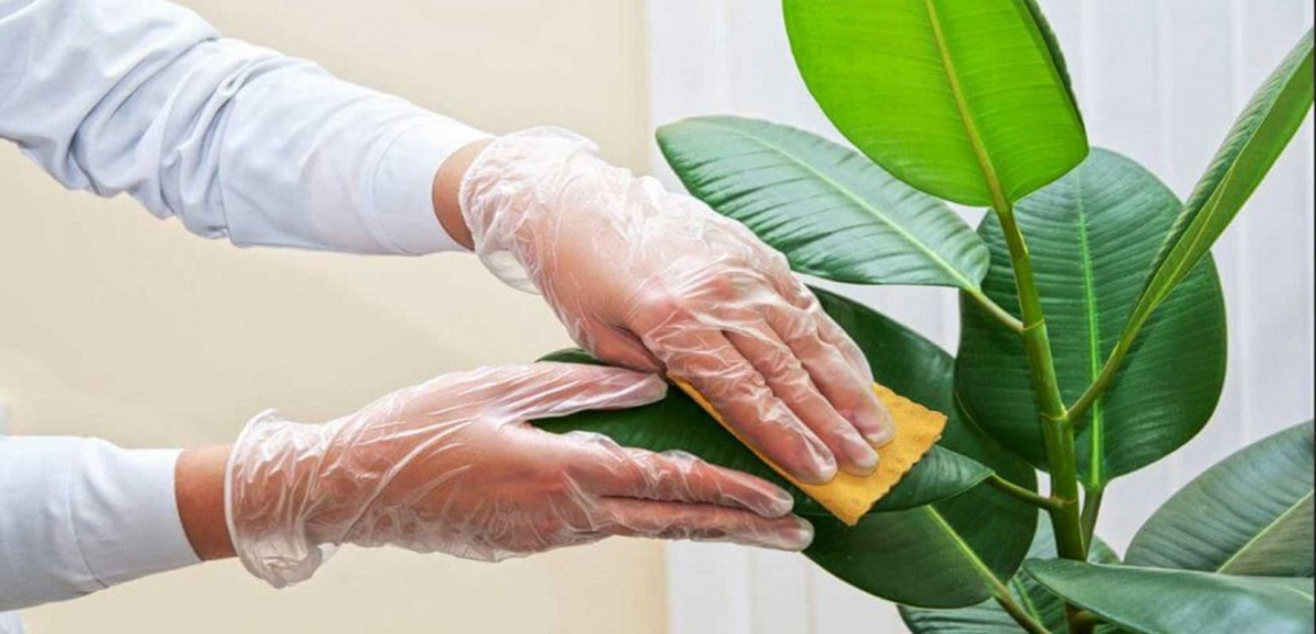 آموزش تمیز کردن برگ گیاهان (فیلم)