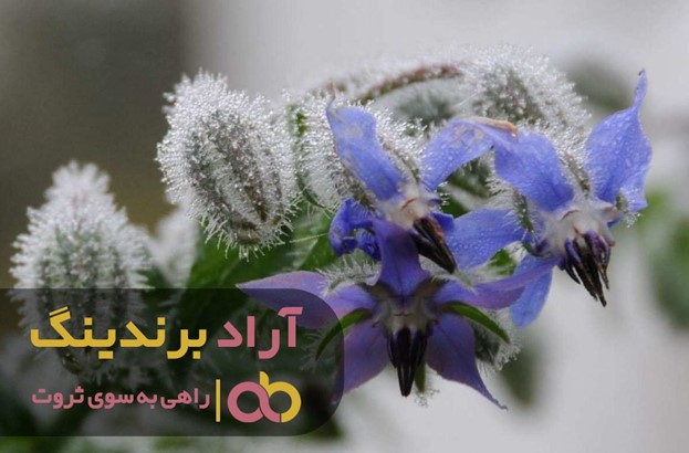 با معجزه گل گاوزبان وحشی اشکورات آشنا شوید با معجزه گل گاوزبان وحشی اشکورات آشنا شوید