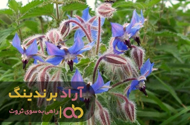 با معجزه گل گاوزبان وحشی اشکورات آشنا شوید با معجزه گل گاوزبان وحشی اشکورات آشنا شوید