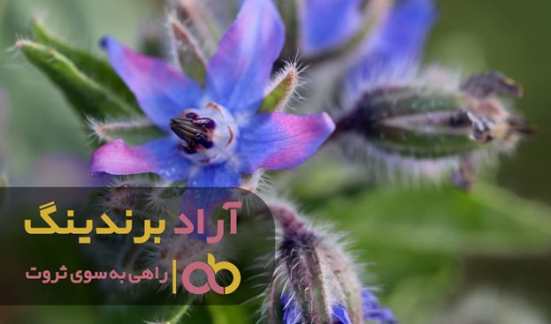 با معجزه گل گاوزبان وحشی اشکورات آشنا شوید با معجزه گل گاوزبان وحشی اشکورات آشنا شوید