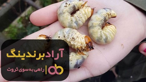 فروش سم لارو کش ضعیف کشاورزی شیراز فروش سم لارو کش ضعیف کشاورزی شیراز