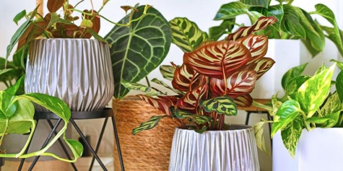 ۴ نشانه هشدار دهنده که از حال بد گیاهان آپارتمانی تان خبر می دهد