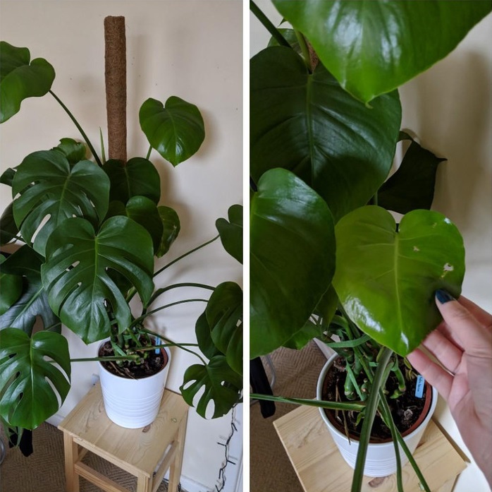 ۴ نشانه هشدار دهنده که از حال بد گیاهان آپارتمانی تان خبر می دهد