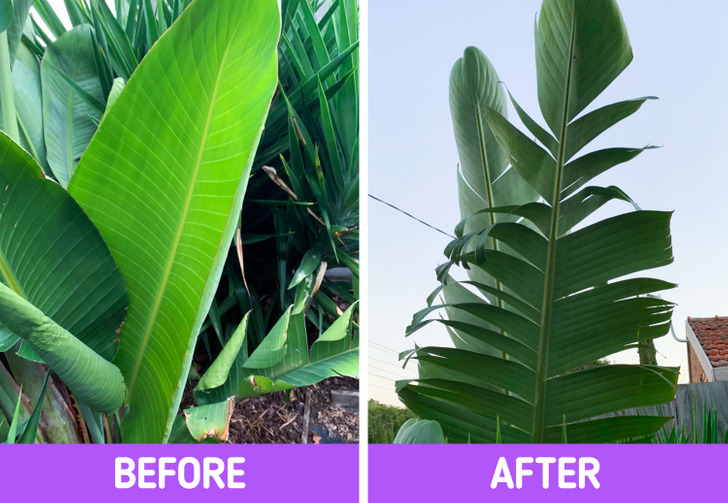 ۴ نشانه هشدار دهنده که از حال بد گیاهان آپارتمانی تان خبر می دهد