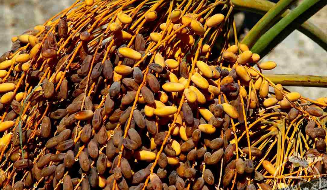 در مورد خواص خرما شاهانی تهران چه می دانید؟