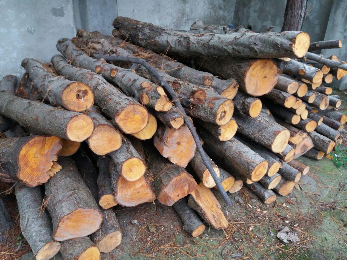 سود ۵۰۰ میلیارد تومانی قاچاق چوب؛ بلای جان جنگل‌ها