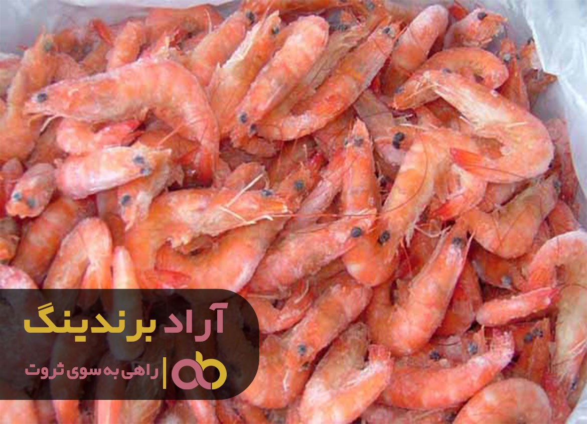 مراکز خرید شاه میگو خلیج فارس زنده به صورت عمده