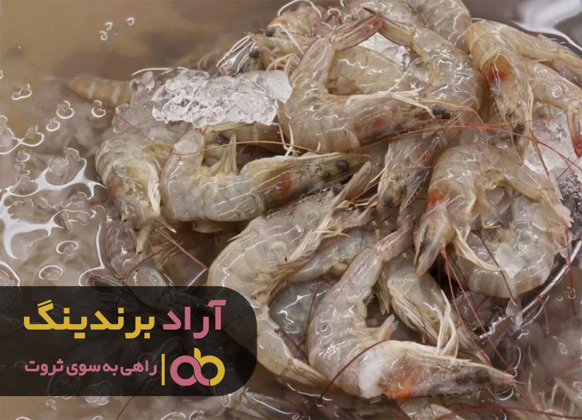 مراکز خرید شاه میگو خلیج فارس زنده به صورت عمده