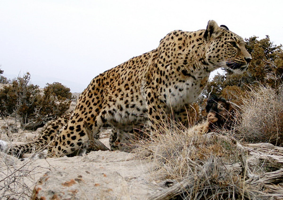 ببینید| تصاویری جدید از پلنگ ایرانی در طبیعت کازرون