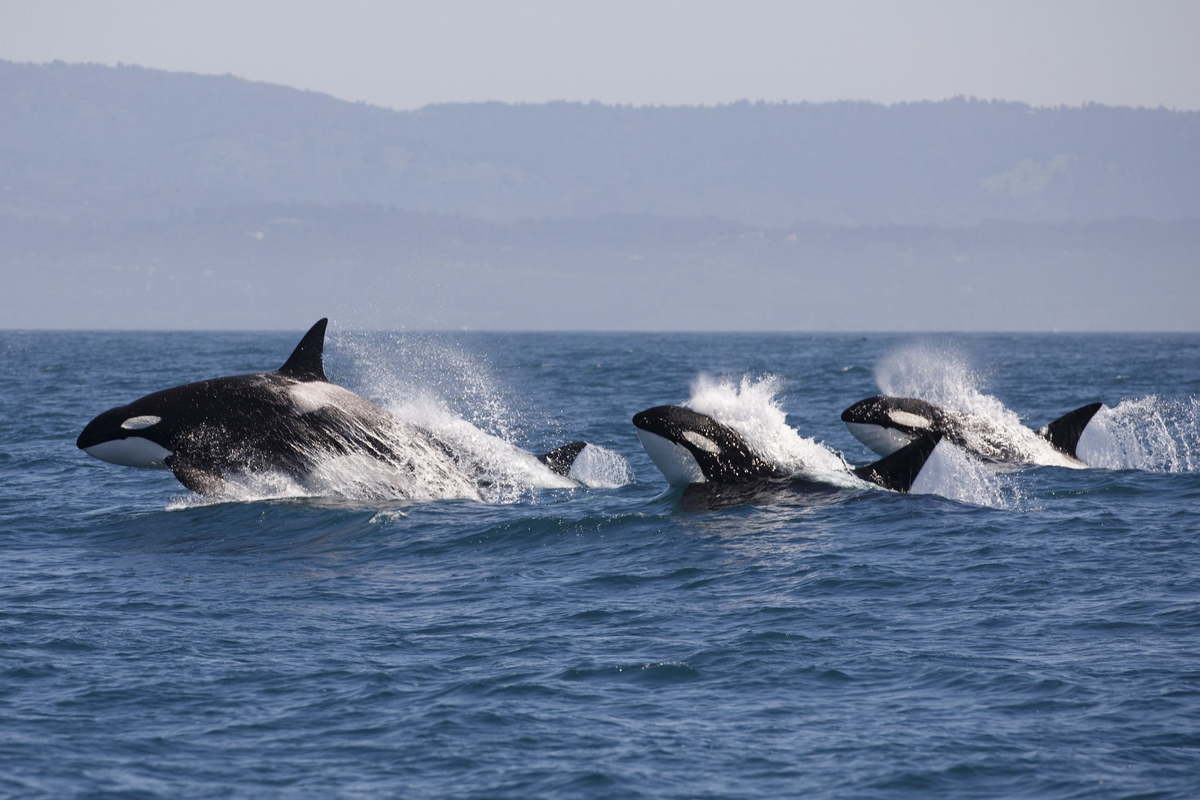 حمله گروهی نهنگ‌ها برای شکار فُک (فیلم)