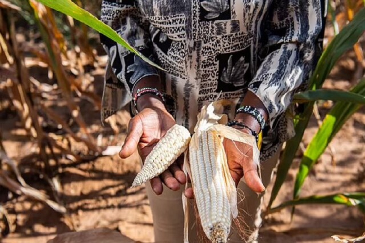 دانه‌های جادویی 