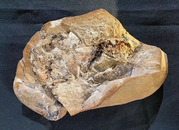 شناسایی قلب در فسیلِ ماهی ۳۸۰ میلیون ساله