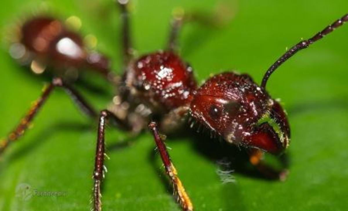 این مورچه دردناک‌ ترین نیش روی زمین را دارد (+عکس)