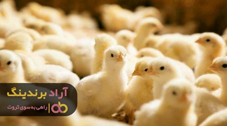 پرورش جوجه یک روزه زرد نیاز به چه مراقبت هایی دارد؟ پرورش جوجه یک روزه زرد نیاز به چه مراقبت هایی دارد؟