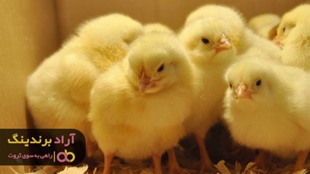 پرورش جوجه یک روزه زرد نیاز به چه مراقبت هایی دارد؟ پرورش جوجه یک روزه زرد نیاز به چه مراقبت هایی دارد؟