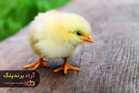 پرورش جوجه یک روزه زرد نیاز به چه مراقبت هایی دارد؟ پرورش جوجه یک روزه زرد نیاز به چه مراقبت هایی دارد؟