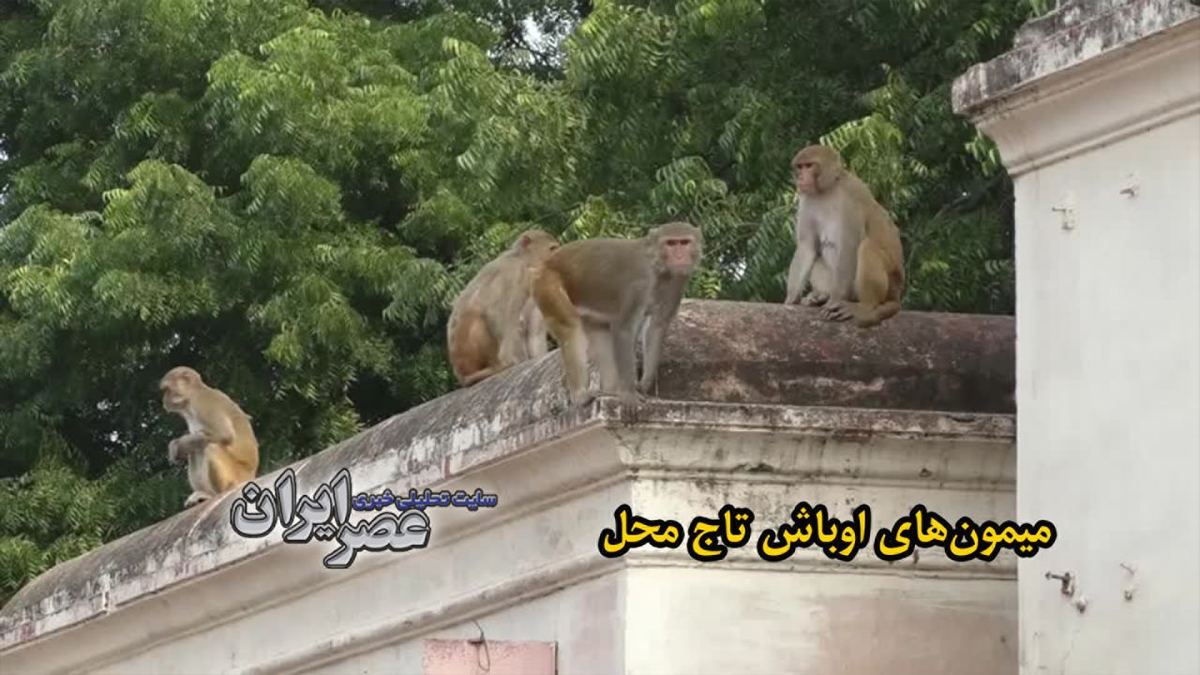 میمون‌های اوباش تاج محل/ از حمله به گردشگران تا دزدی وسایل/ استقرار تیم محافظتی