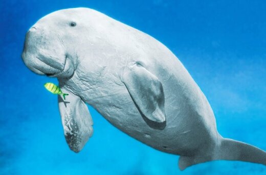 پری‌ های شگفت‌ انگیز چینی (+عکس)