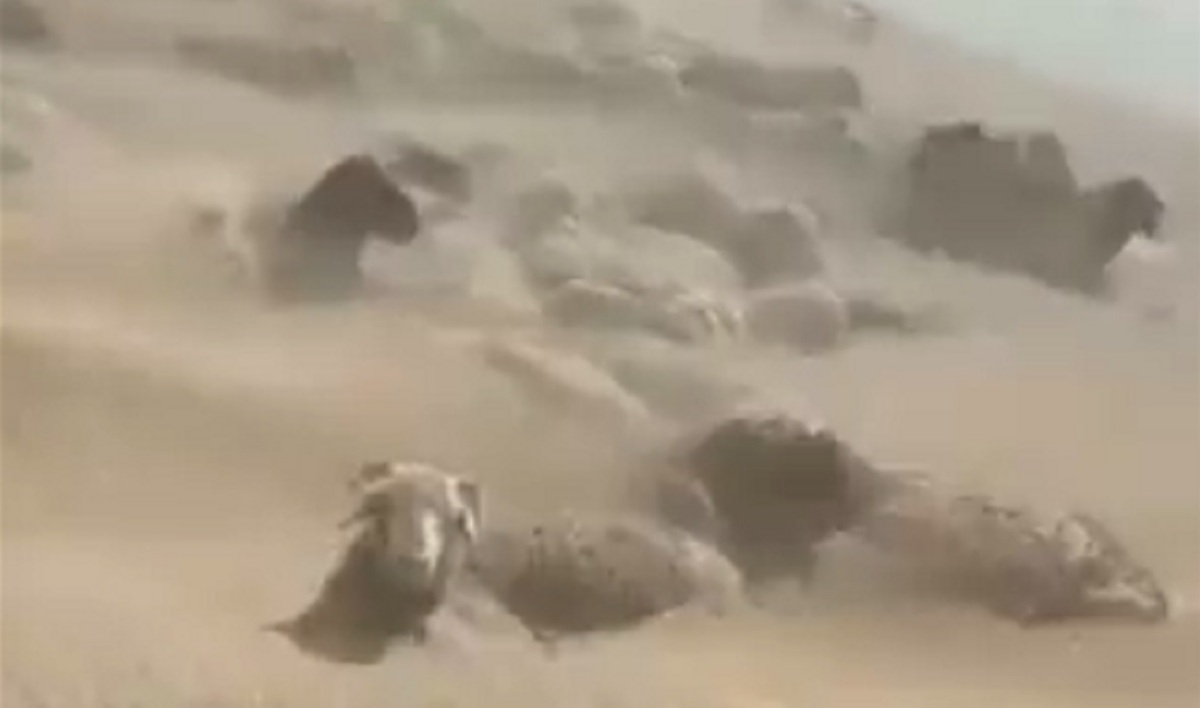 ببینید | مدفون شدن گوسفندان زیر طوفان شن در زابل
