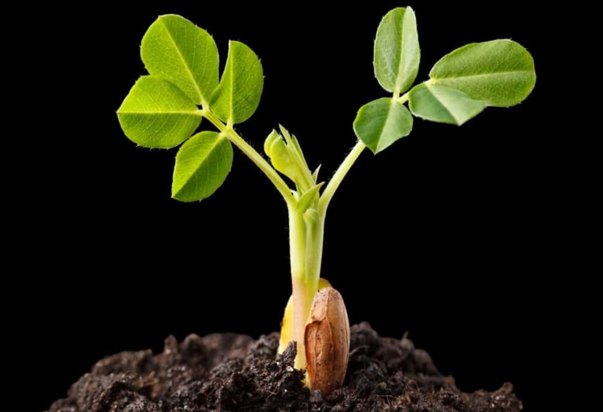 کاشت بادام زمینی (فیلم)