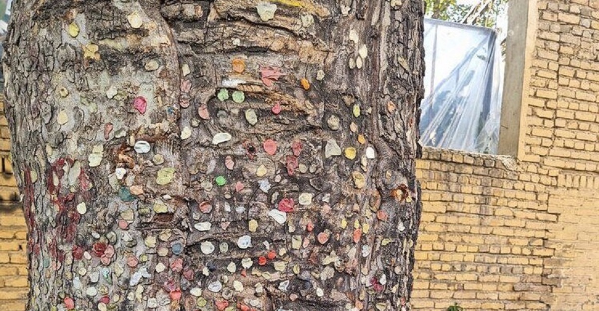 درخت آدامسی تهران کجاست؟(عکس)