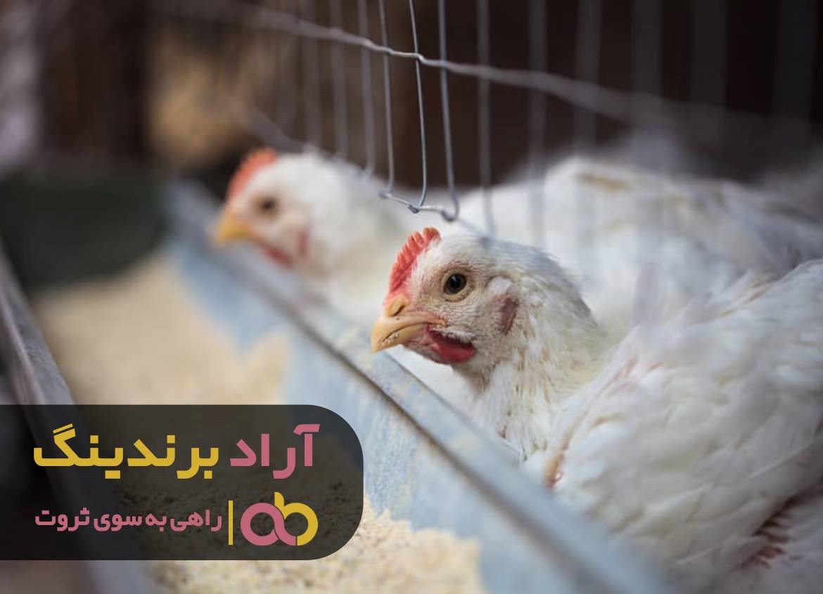 قیمت دان مرغ تخمگذار ارگانیک