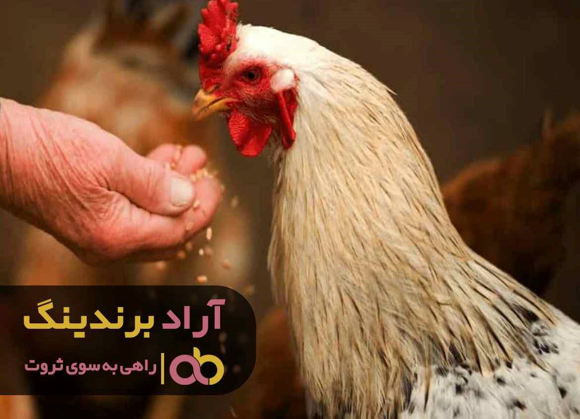 قیمت دان مرغ تخمگذار ارگانیک