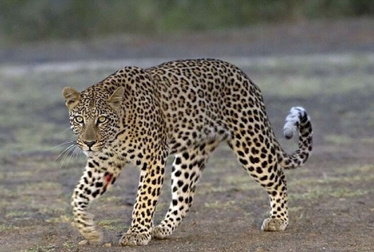 ثبت تصویر دومین پلنگ نر در املش گیلان (+عکس)