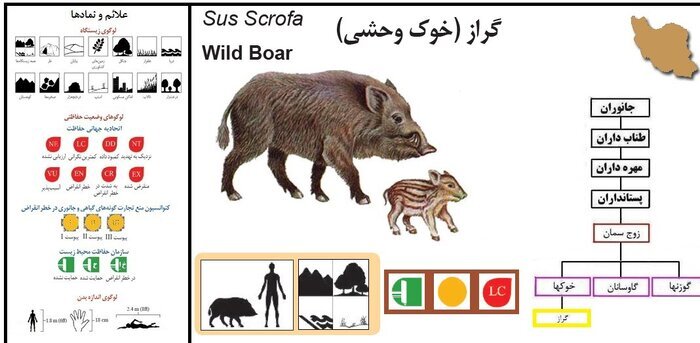 شیوع عجیب گرازخوری در برخی مناطق ایران/ شکارچی: رستوران‌ها از ما گوشت گراز می‌خرند