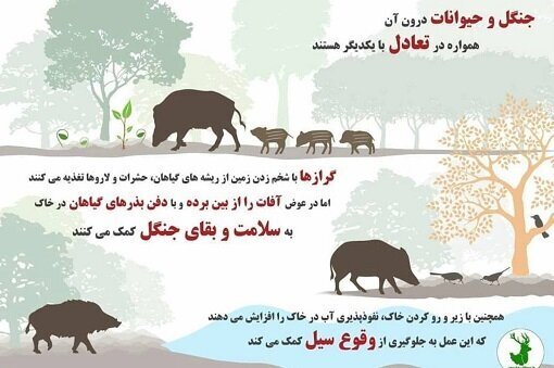 شیوع عجیب گرازخوری در برخی مناطق ایران/ شکارچی: رستوران‌ها از ما گوشت گراز می‌خرند