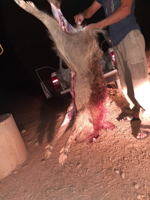 شیوع عجیب گرازخوری در برخی مناطق ایران/ شکارچی: رستوران‌ها از ما گوشت گراز می‌خرند