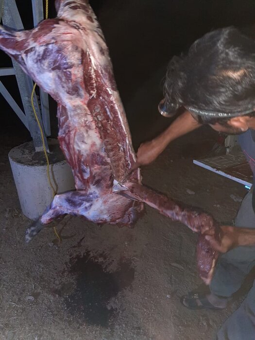 شیوع عجیب گرازخوری در برخی مناطق ایران/ شکارچی: رستوران‌ها از ما گوشت گراز می‌خرند