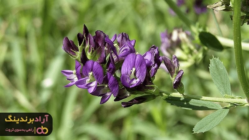 عرق یونجه برای کودکان می تواند اثر معجزه آسایی داشته باشد