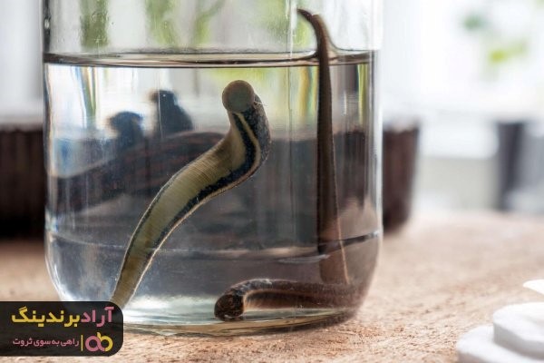 فروش زالو طبی در اصفهان و فروشگاه های طب سنتی معتبر فروش زالو طبی در اصفهان و فروشگاه های طب سنتی معتبر