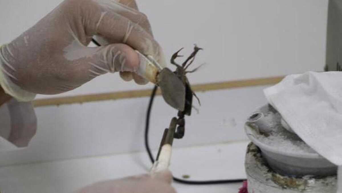 زهر عقرب، لیتری ۱۰ میلیون دلار