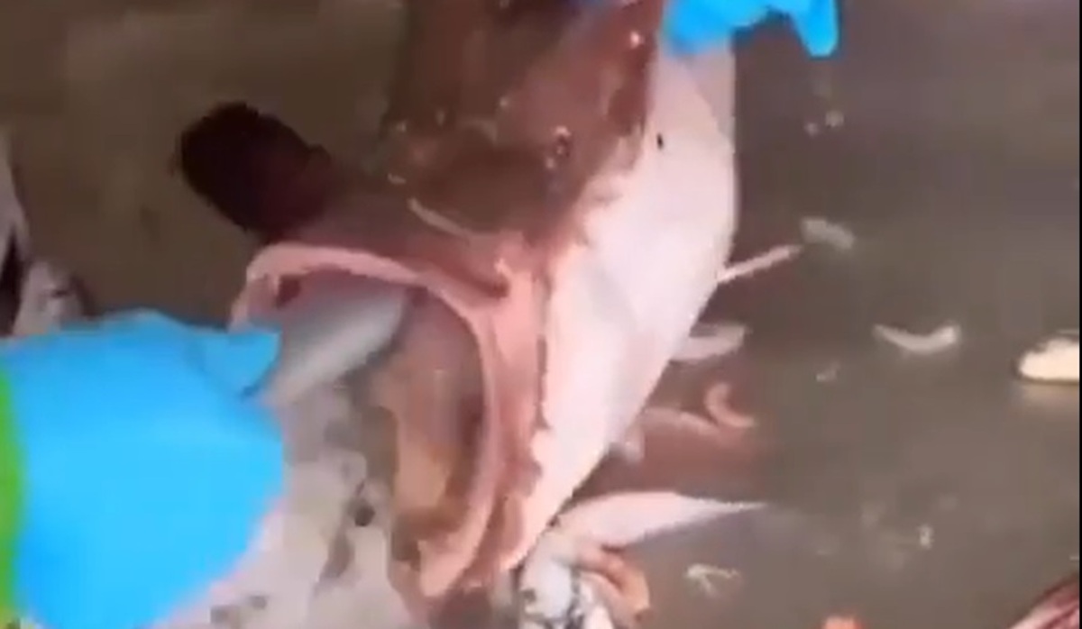 خارج کردن ده‌ها ماهی از دهان یک ماهی غول پیکر (فیلم)