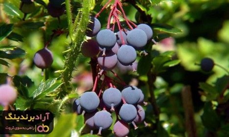 خرید زرشک سیاه از مراکز معتبر و فروشگاه های بزرگ تهران