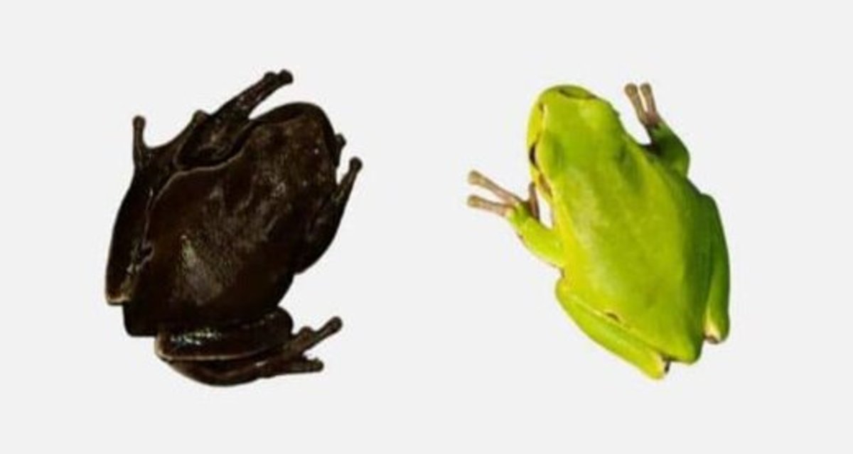 جهش ژنتیکی عجیب قورباغه‌ها پس از فاجعه اتمی چرنوبیل