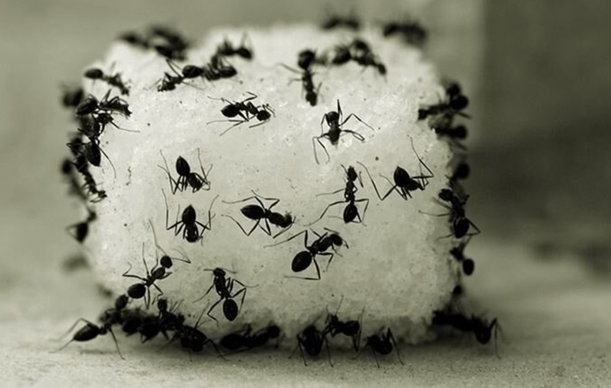 ۱۴ ترفند ساده برای دفع سریع مورچه‌ از خانه