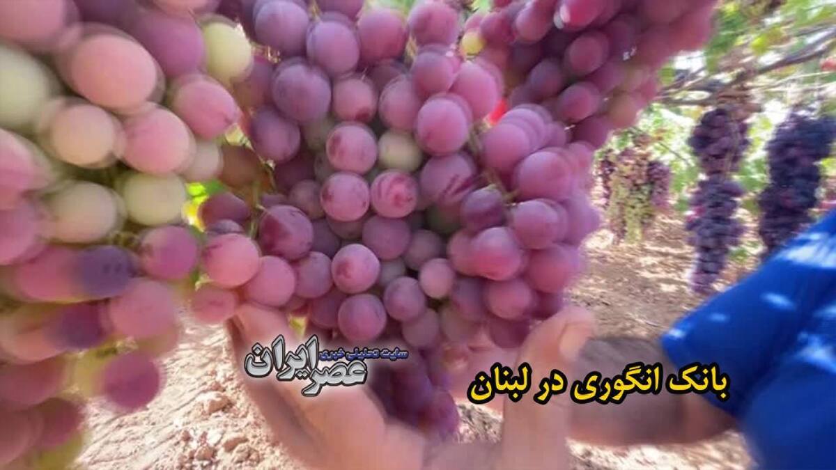 ببینید| 72 گونه انگور در یک تاکستان/ ساخت بانک انگور توسط یک لبنانی