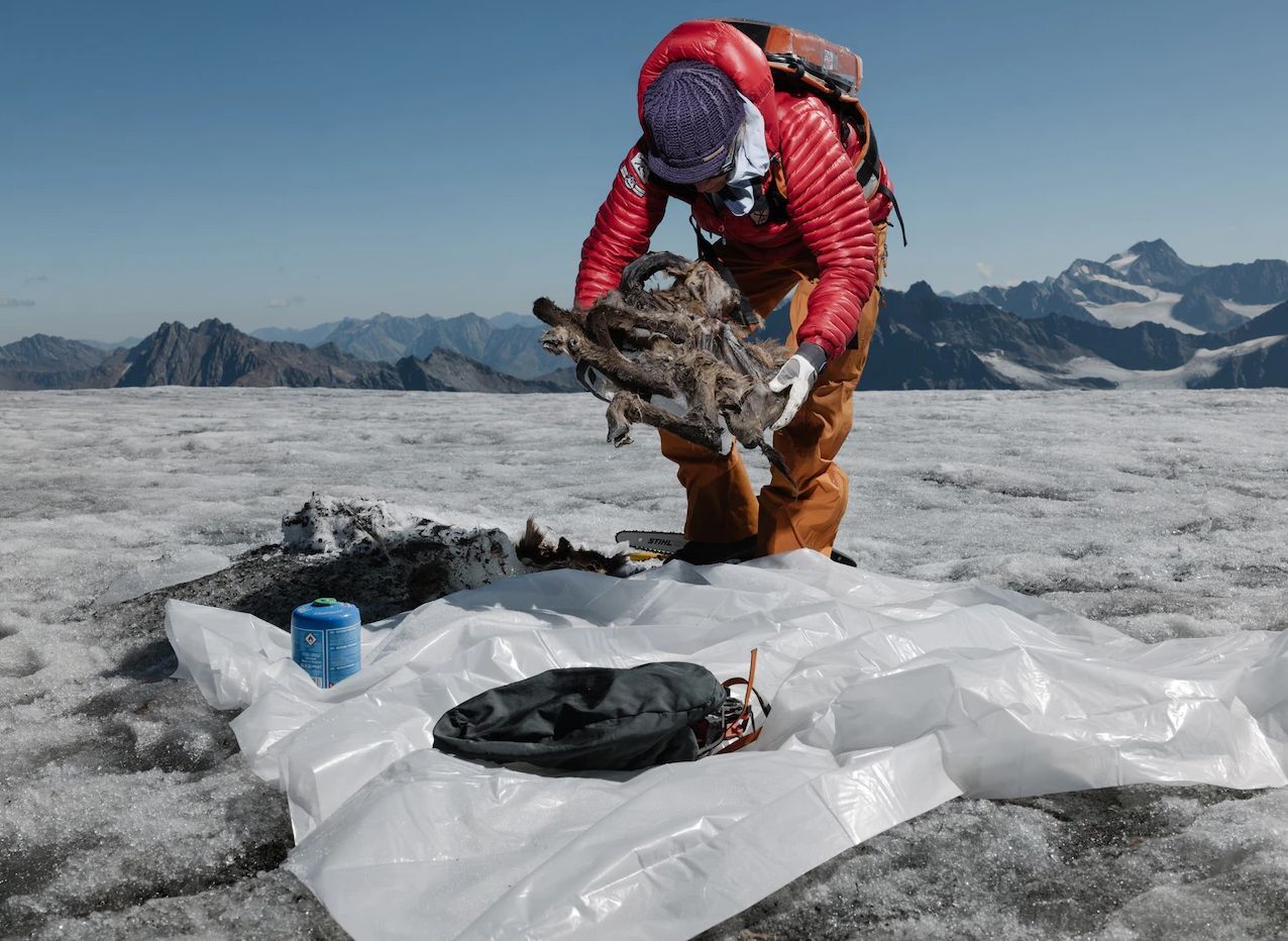 بزکوهی 500 ساله از یخچال کوه‌های آلپ سر درآورد (+عکس)