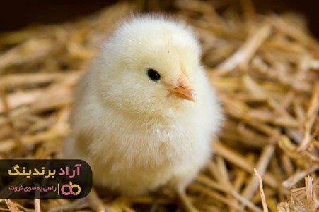 خرید جوجه یک روزه عروس با قیمت کاهش یافته خرید جوجه یک روزه عروس با قیمت کاهش یافته