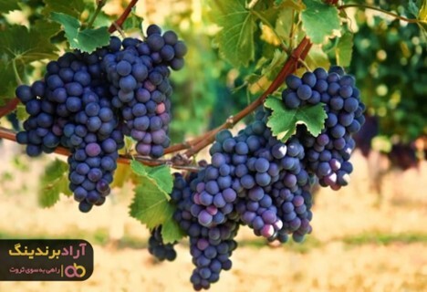 قیمت انگور سیاه مرغوب به چه عواملی بستگی دارد؟